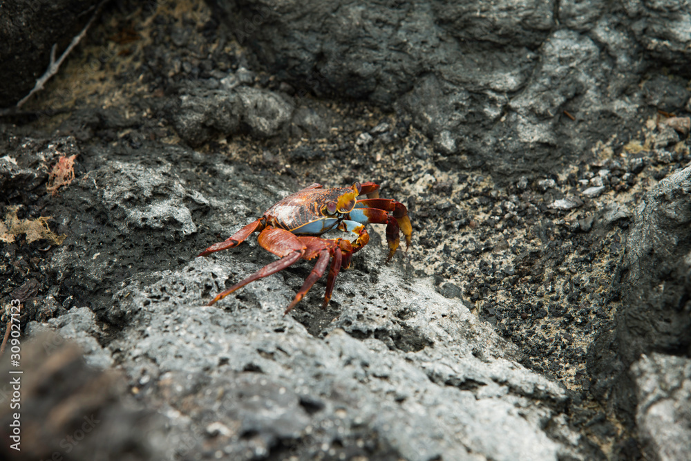 Galapagos Islands Wildlife Landscapes Galapagos Islands Wildlife Landscapes