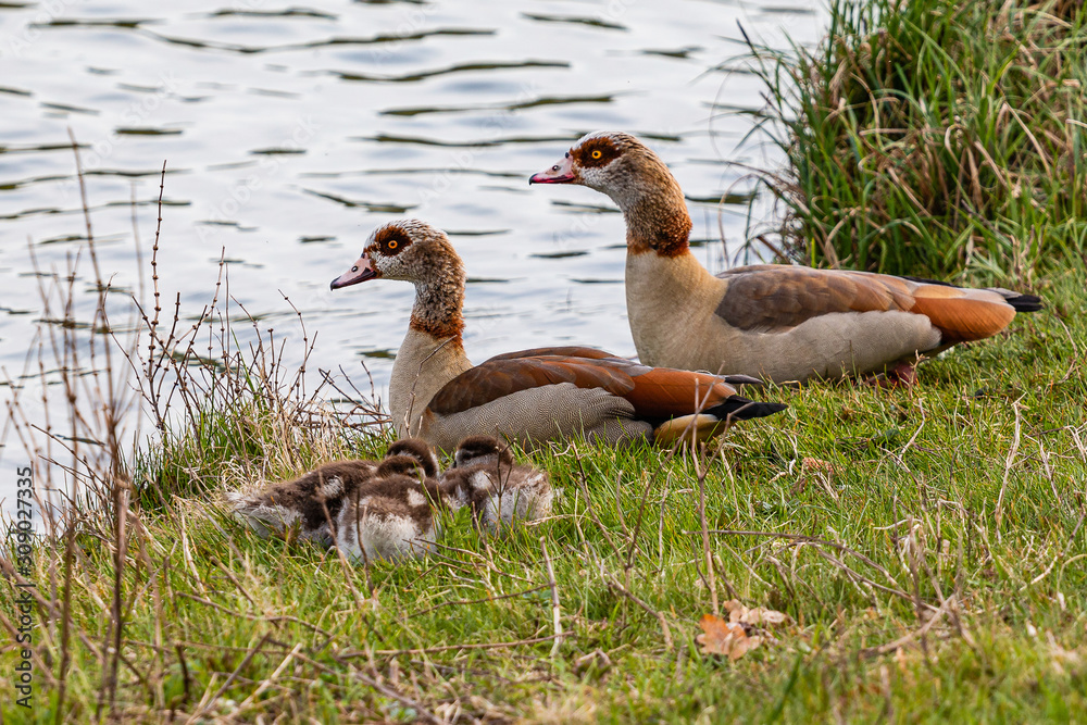 Obraz premium Nilgans