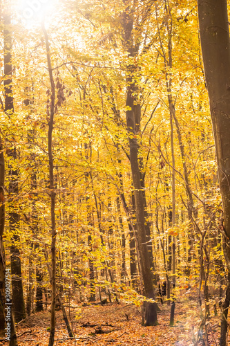 beech forest in autumn with its pretty golden colors © JPchret
