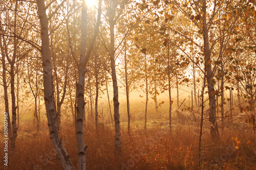 Autumn birch trees landscape