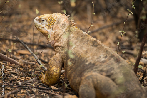 Galapagos Islands Wildlife Landscapes