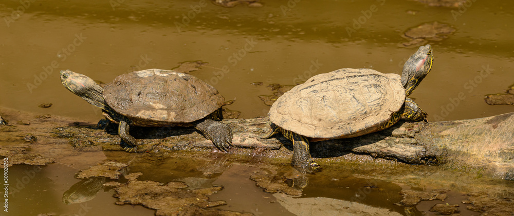 Fototapeta premium two red eared slider (trachemys scripta elegans) turtle on a log in water