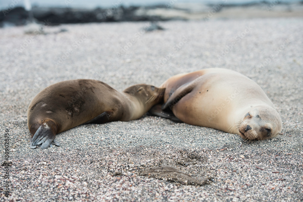 Fototapeta premium Galapagos Islands Wildlife Landscapes