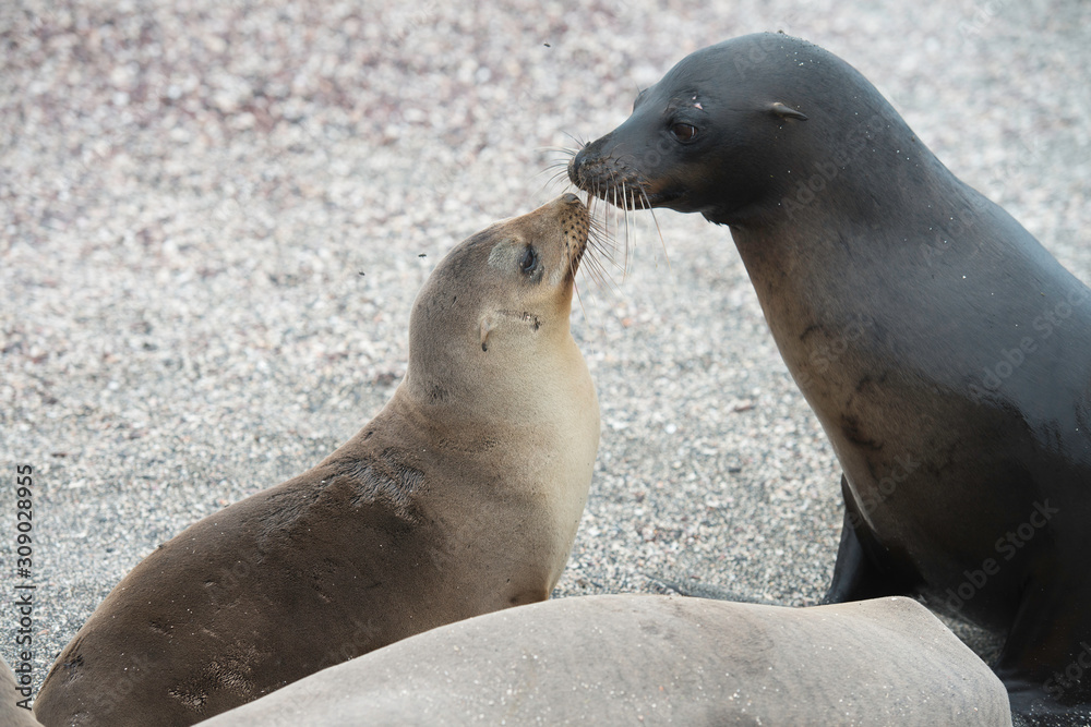 Naklejka premium Galapagos Islands Wildlife Landscapes