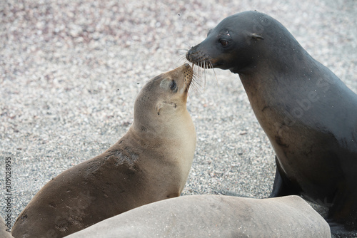 Galapagos Islands Wildlife Landscapes