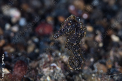 Φωτογραφία A well-camouflaged juvenile seahorse, Hippocampus kuda, hovers above the sandy seafloor in Lembeh Strait, Indonesia