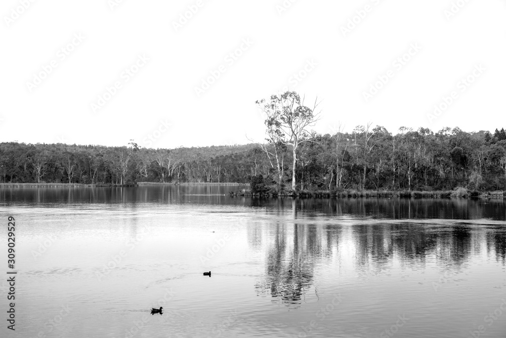 The Barossa Reservoir in black and white with trees in the background and ducks in the foreground