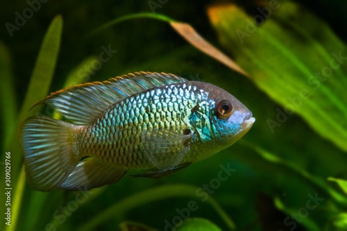 freshwater spectacular cichlid Nannacara anomala neon blue, young male demonstrate its beaty stretching fins, green leaves of Amazonian sword in blurred background