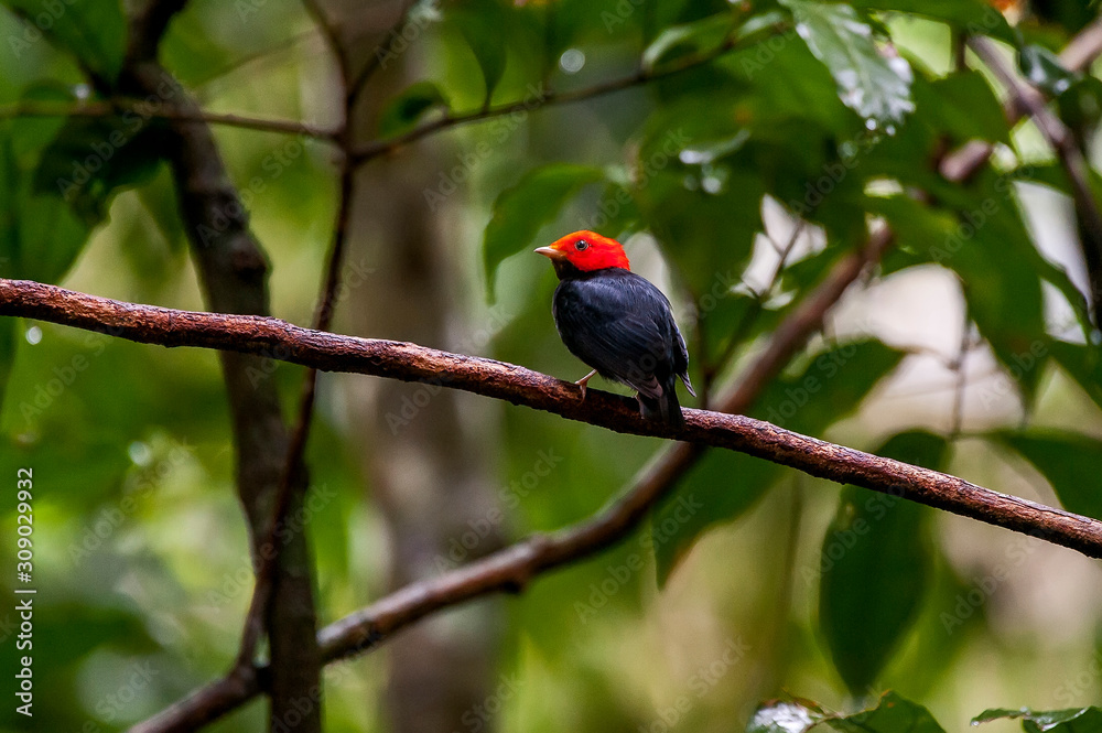 Obraz premium Bird photographed in Cariacica, Espirito Santo. Southeast of Brazil. Atlantic Forest Biome. Picture made in 2014.