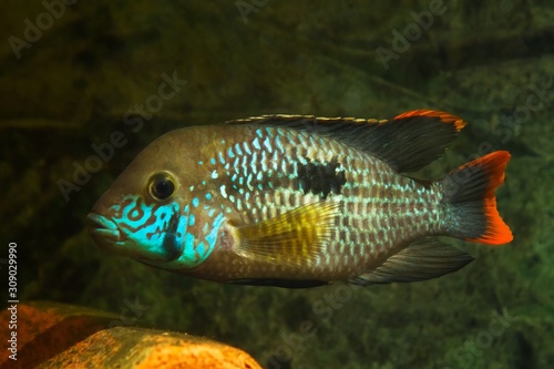 green terror, Andinoacara rivulatus, active stunning colored female, popular domestic ornamental Cichlidae fish, favourite species among aquarists in nature aquarium with no plants