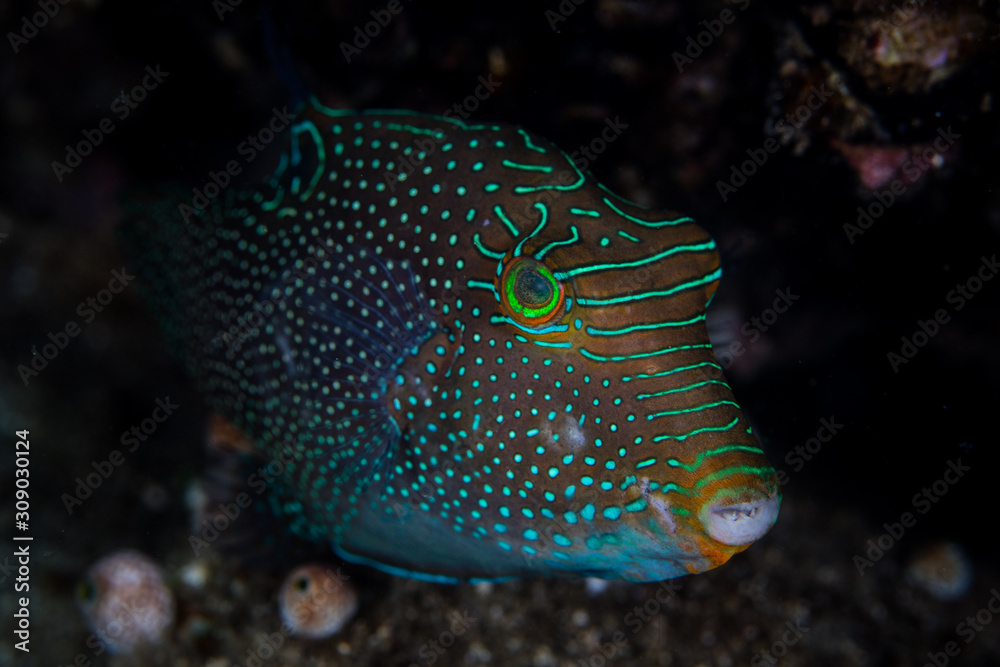 Obraz premium A striking Papuan toby, Canthigaster papua, hovers near a coral reef in Indonesia. This beautiful reef fish is common throughout the Indo-Pacific region.