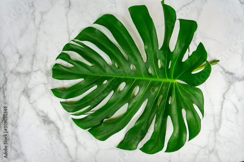 monastera philodendron leaf on marble background natural design background concept .