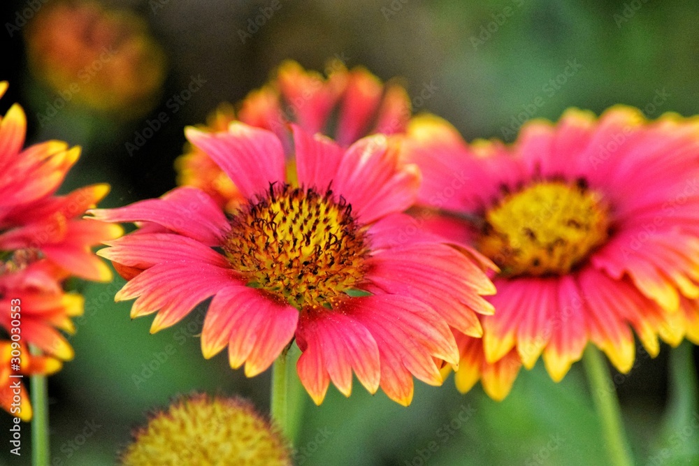 flowers in garden flowers in garden