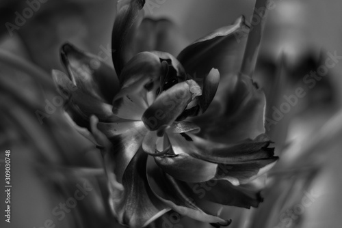 Abstract pattern of flowers. Black and white