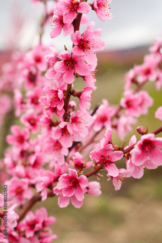 Spring. Blooming peach orchards, trees with beautiful pink flowers.