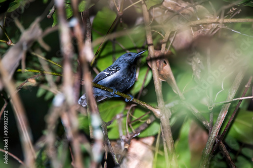 White flanked Antwren photographed in Linhares and Sooretama, Espirito Santo. Southeast of Brazil. Atlantic Forest Biome. Picture made in 2014. © Leonardo