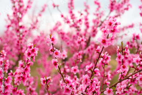 Spring. Blooming peach orchards  trees with beautiful pink flowers.