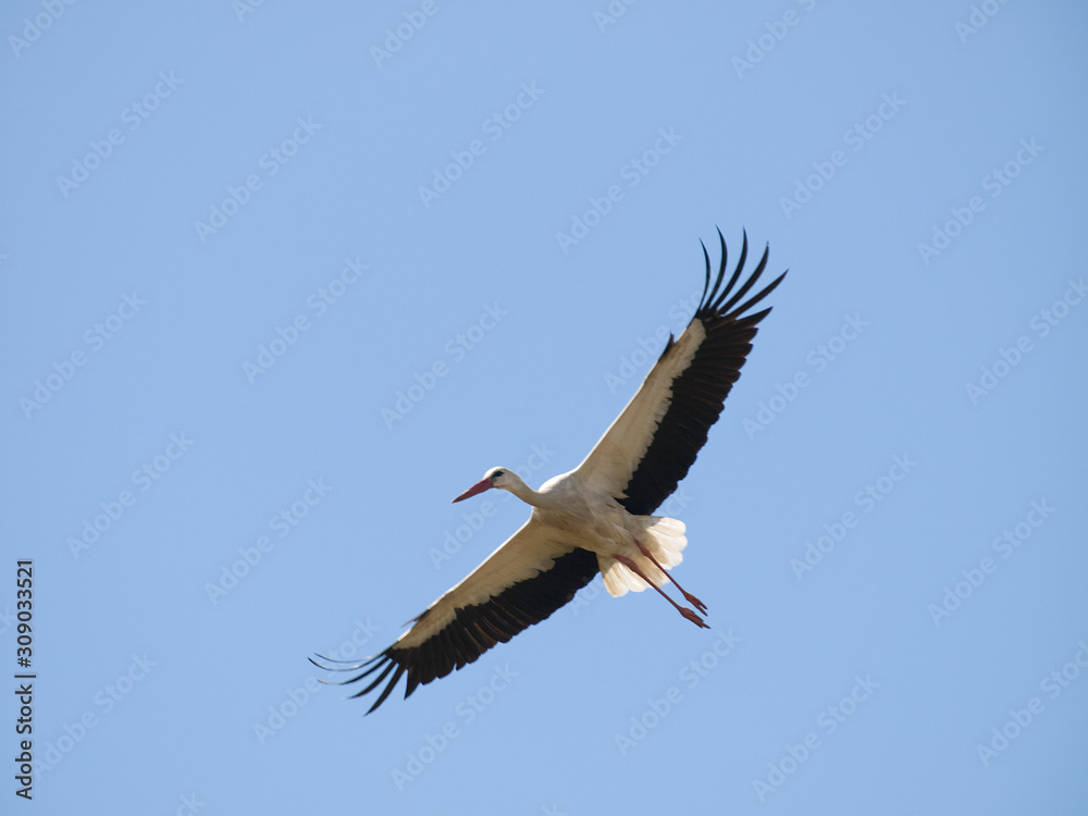 Cigüeña blanca Cigüeña blanca