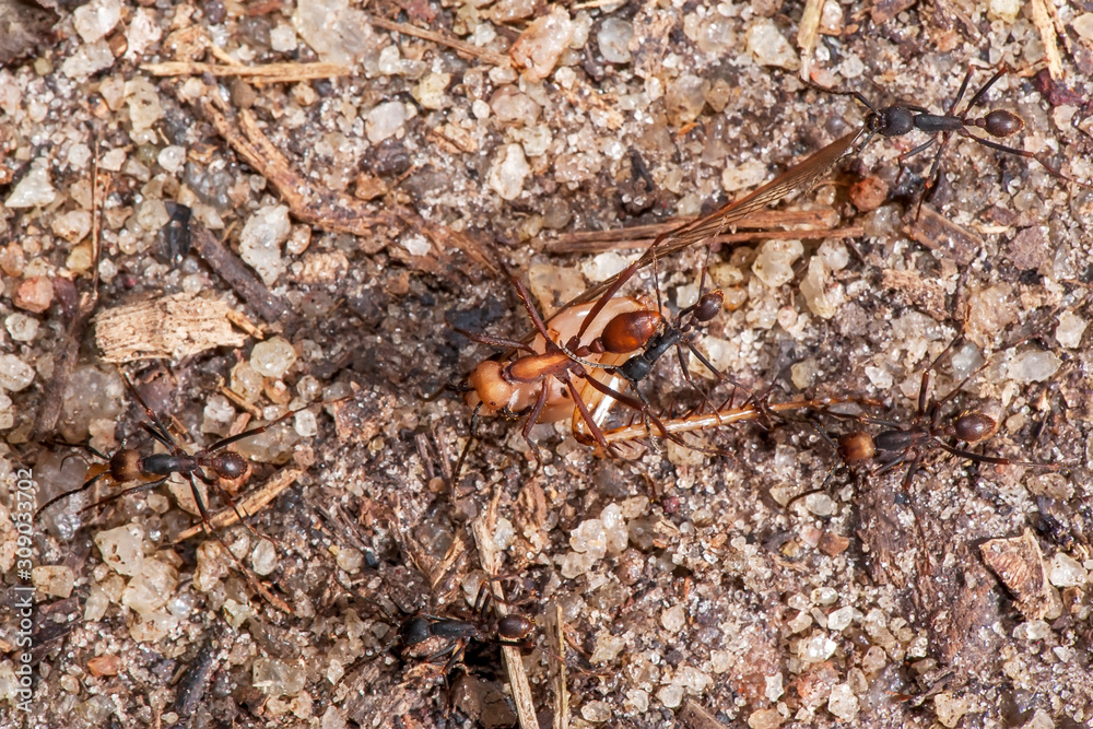 Army ant photographed in Linhares, Espirito Santo. Southeast Brazil. Atlantic Forest Biome. Registration made in 2014. Army ant photographed in Linhares, Espirito Santo. Southeast Brazil. Atlantic Forest Biome. Registration made in 2014.