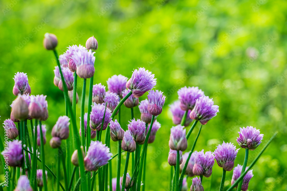 Flowering onions in the garden in sunny weather close up_ Flowering onions in the garden in sunny weather close up_