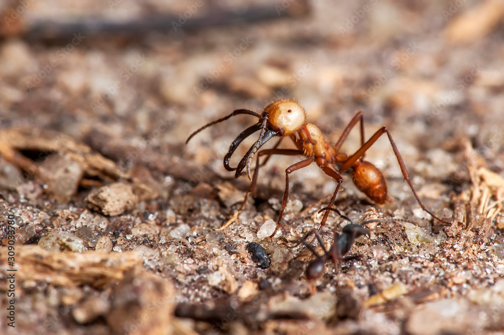 Army ant photographed in Linhares, Espirito Santo. Southeast Brazil. Atlantic Forest Biome. Registration made in 2014.