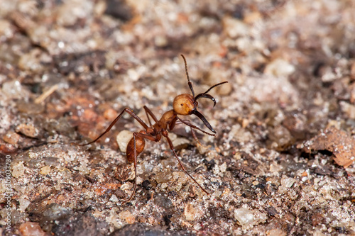 Army ant photographed in Linhares, Espirito Santo. Southeast Brazil. Atlantic Forest Biome. Registration made in 2014. © Leonardo
