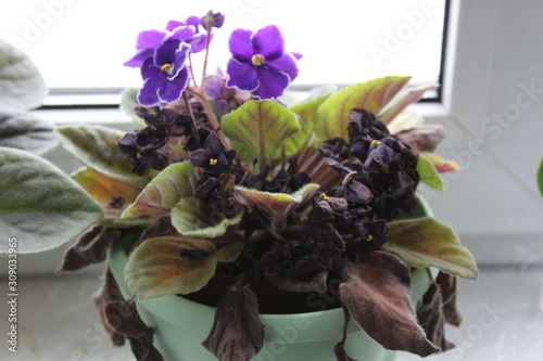 photo purple home flower on the window