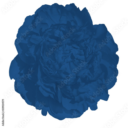 Trendy blue peony isolated on white background.