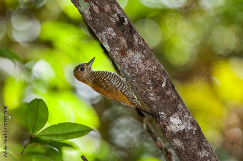 Bird photographed in Linhares, Espirito Santo. Southeast of Brazil. Atlantic Forest Biome. Picture made in 2014.