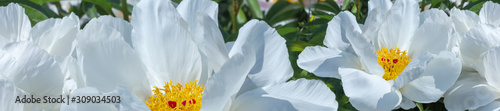 Panorama beautiful white peonies in the garden.