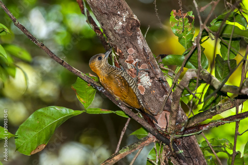 Bird photographed in Linhares, Espirito Santo. Southeast of Brazil. Atlantic Forest Biome. Picture made in 2014.