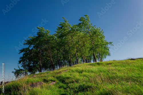 Poplar grove with beautiful green grass on a mountainside summer landscape.