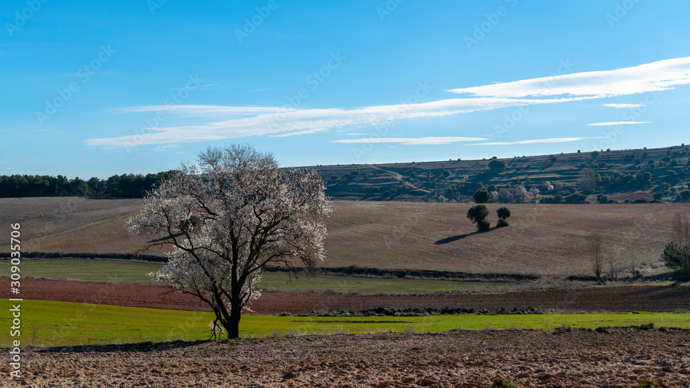 Fototapeta premium ALMENDRO