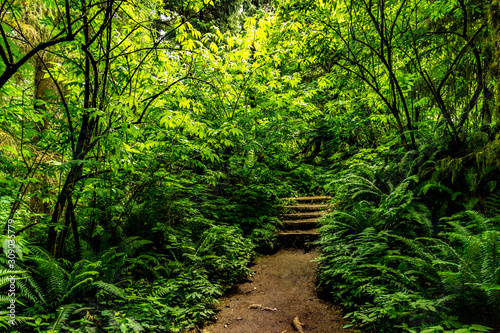 path in the forest