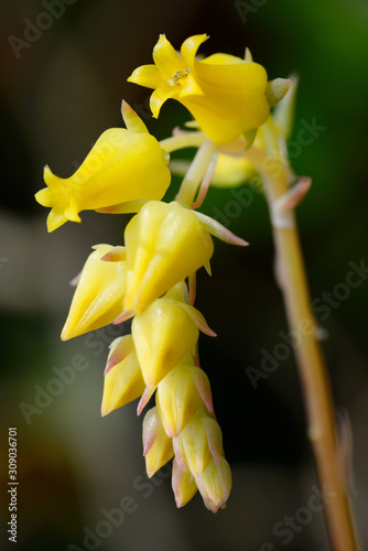 Close up of yellow inflorescence flowers of Echeveria pulidonis photo