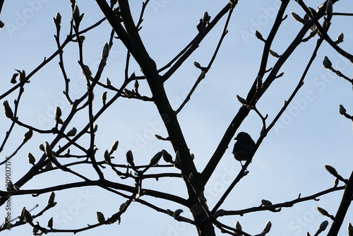 silhouette of a small bird sitting on a branch against the light