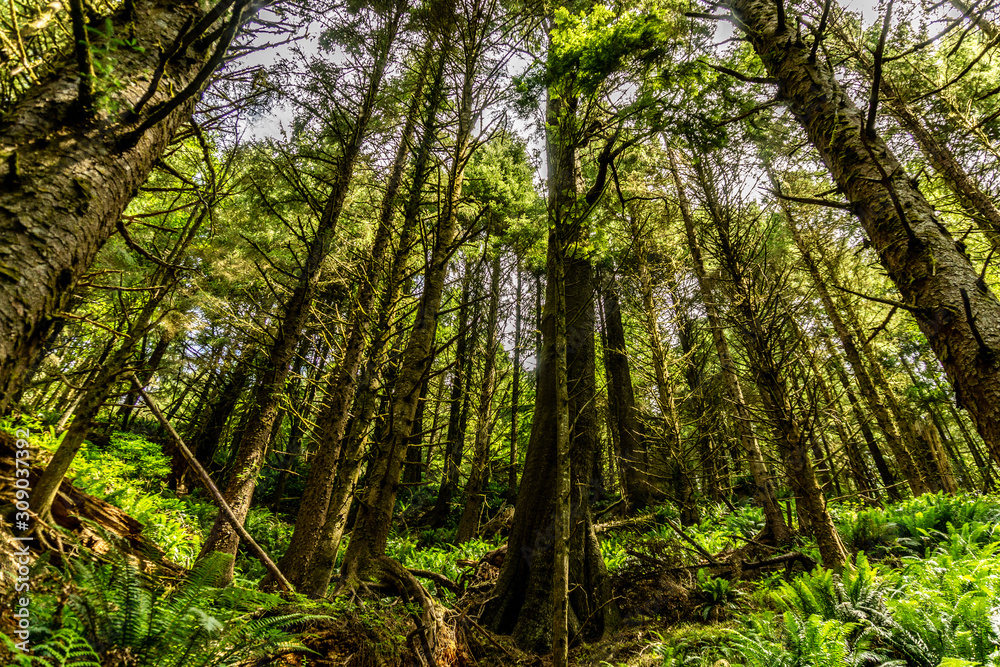 trees in the forest trees in the forest