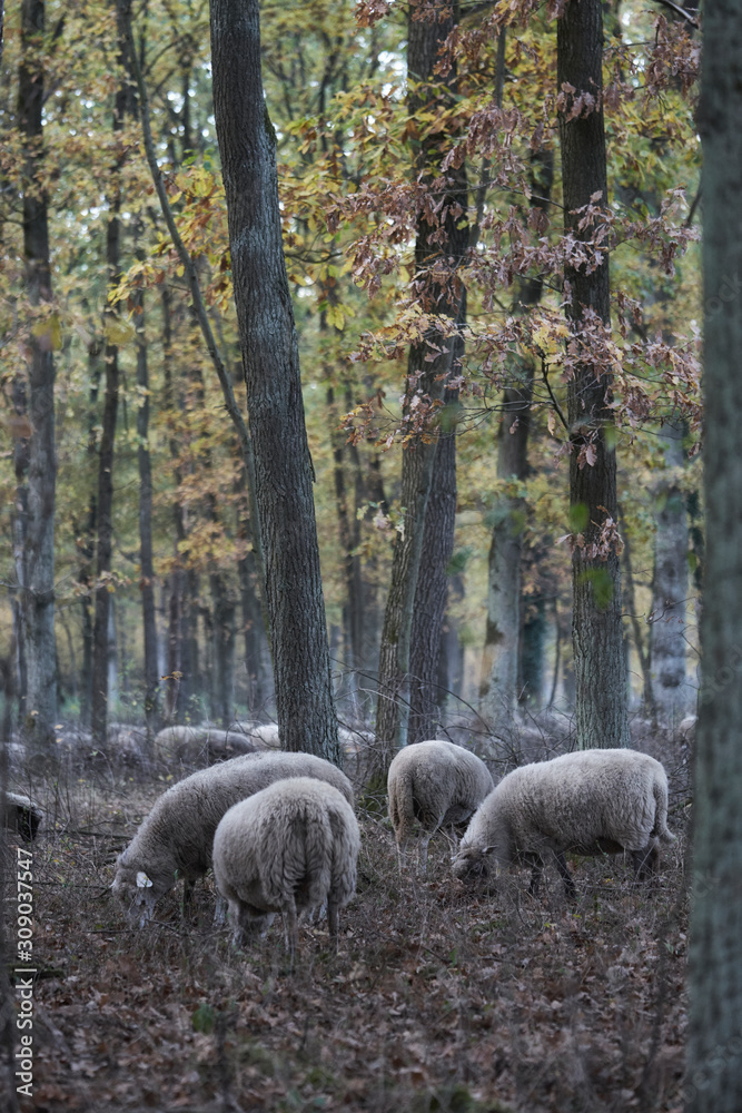 Naklejka premium A forest in northern Germany with oak trees