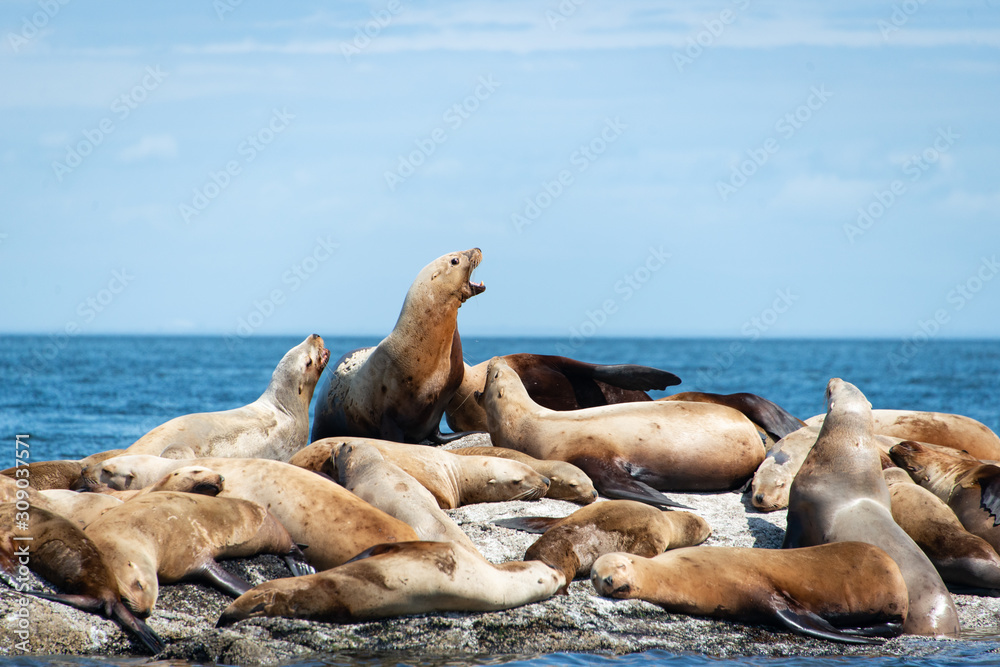 Fototapeta premium Steller Sea lions