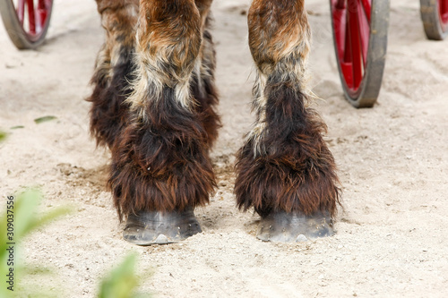 Pieds de chevaux avec paturons très poilus