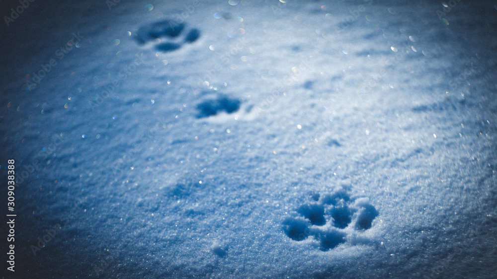 Footprints of an animal on blue sparkling snow on a frosty evening Footprints of an animal on blue sparkling snow on a frosty evening