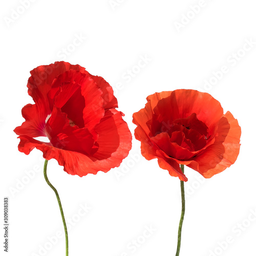 natural  with two beautiful bright red scarlet poppy flowers on white isolate...