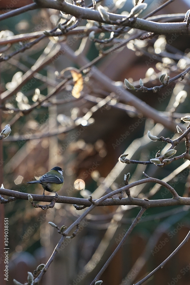 great tit sits on magnolia in the garden in winter great tit sits on magnolia in the garden in winter
