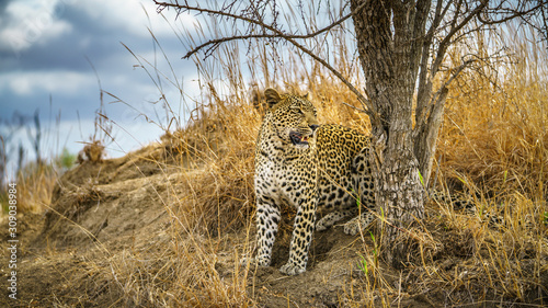 leopard in kruger national park, mpumalanga, south africa 174