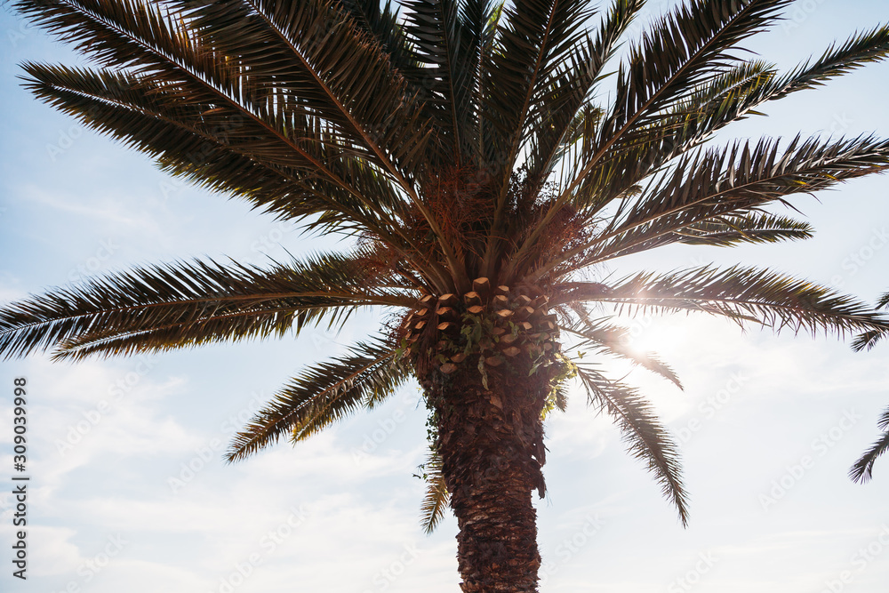 palm tree against blue sky palm tree against blue sky