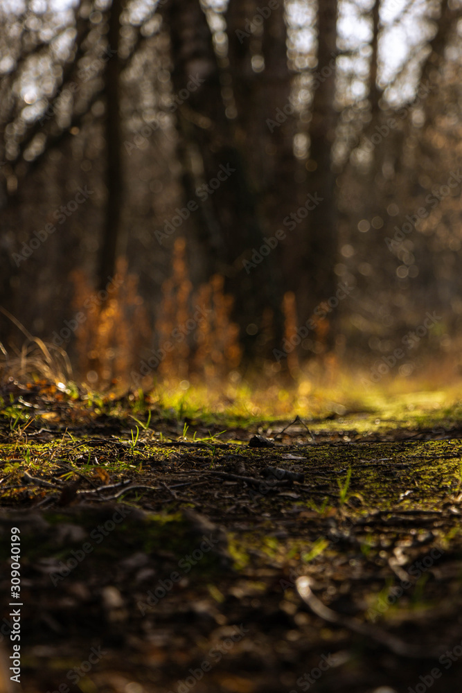 Moss and forest in the forest Moss and forest in the forest