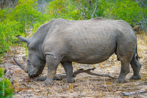 white rhino in kruger national park  mpumalanga  south africa 39