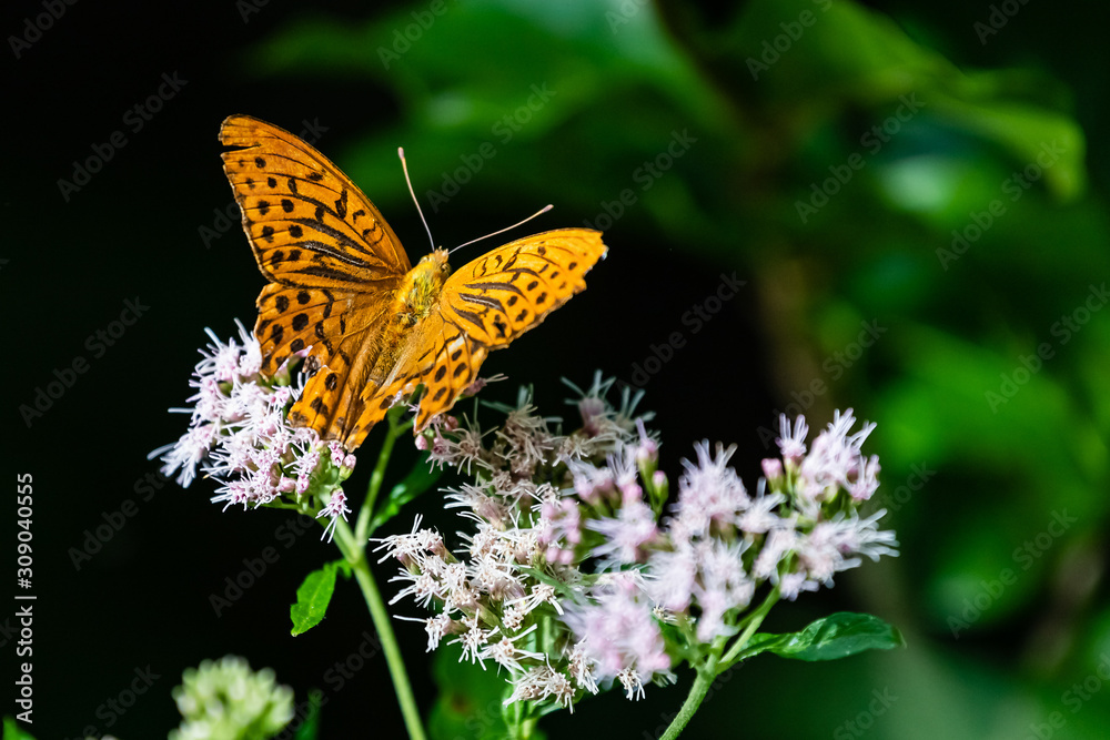 Obraz premium Großer Perlmutterfalter