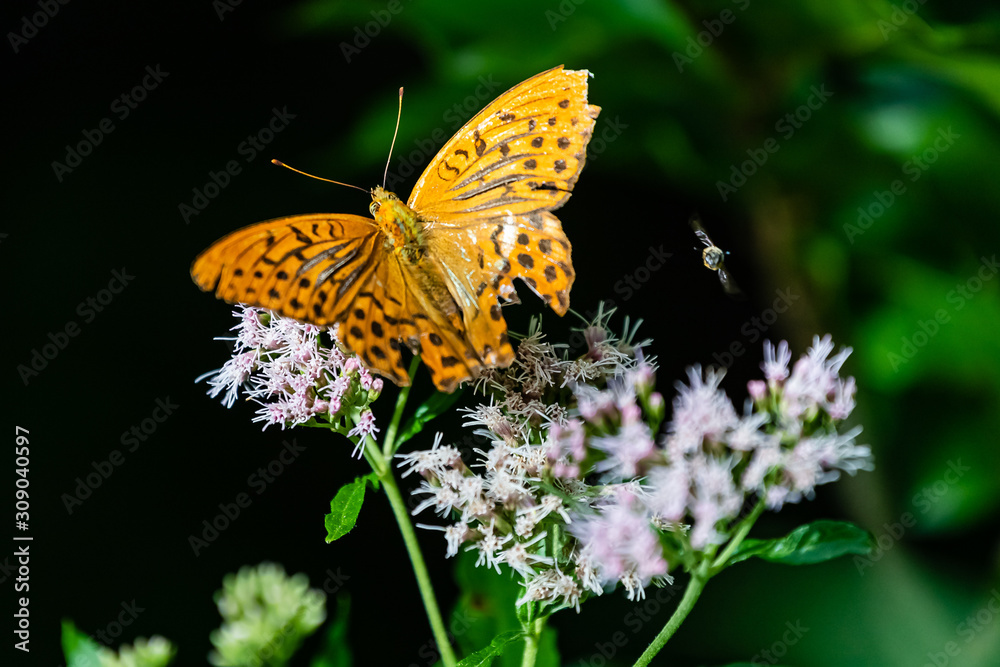 Obraz premium Großer Perlmutterfalter