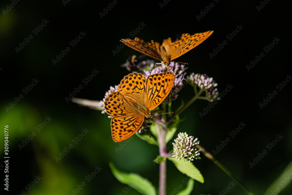 Obraz premium Großer Perlmutterfalter